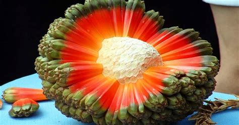 20 Most Unique Fruits Youve Never Heard Of